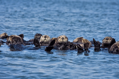 Wyland Store - SEA OTTER RAFT