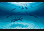 OCEAN OF LIGHT