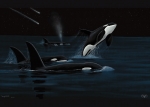 ORCAS SHOOTING STARS