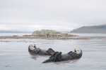 SEA OTTER SEA