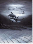 DOLPHIN AFFECTION