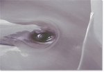 DOLPHIN EYE