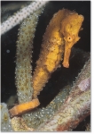 SEAHORSE REEF