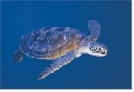 GREEN SEA TURTLE