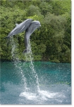 LEAP OF FAITH