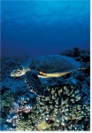 SEA TURTLE REEF (8X10 MATTED)