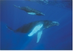 WHALE ENCOUNTER (8X10 MATTED)