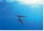 SPOTTED DOLPHIN WATERS