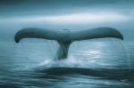TAILS OF GREAT WHALES