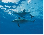 DOLPHIN SEAS