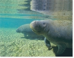 MANATEE WATERS (11X14 MATTED)