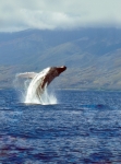 WHALE FLIGHT