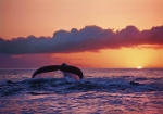 WHALE SUNSET