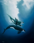 ORCA TRIO