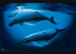 A SEA OF LIFE