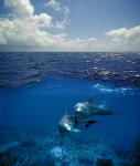 A DOLPHIN WORLD BELOW