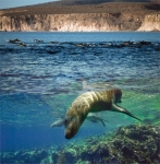 BAJA SEA OF CORTEZ