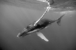 BELOW THE SURFACE