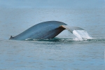 BLUE WHALE SOUNDING