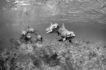 BOTTLENOSE TRIBE