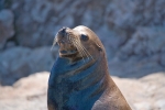 BULL SEA LION