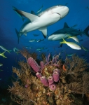 CARIBBEAN REEF SHARK