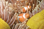 CLOWNS OF THE SEA