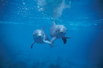 DOLPHIN AQUATIC