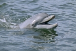 DOLPHIN CELEBRATION