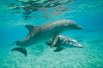 DOLPHIN DUET (5X7 NOTECARD)