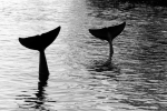 DOLPHIN FLUKES