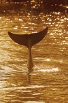 DOLPHIN TAILS