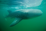 GENTLE WHALE SHARK (5X7 NOTECARD)