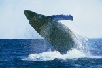 GIANT BREACHING