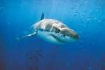 GREAT WHITE SHARK ENCOUNTER