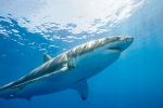 GREAT WHITE SHARK WATERS