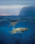 GREAT WHITE SHARK WORLD