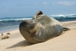 HAWAIIAN MONK SEAL BEACH