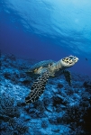 HAWKSBILL REEF