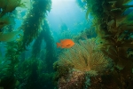 HEALTHY KELP FOREST