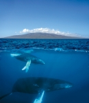 HUMPBACK OFF LANAI (5X7 NOTECARD)