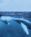 HUMPBACK TWO WORLD VIEW
