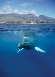 LAHAINA'S HUMPBACK WHALES (5X7 NOTECARD)