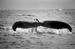 LEVIATHAN
