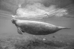 MANATEE AT THE SURFACE