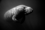 MANATEE ENCOUNTER