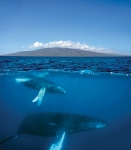 MAUI HUMPBACK MAGIC