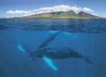 MAUI WHALE WATERS (5X7 NOTECARD)