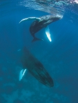 MOTHER AND CALF