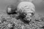 MOTHER MANATEE